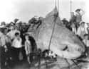 A 3,500-Pound Sunfish (1910) on Random Fascinating Photos Of Historical Fishermen With Their Big Catches