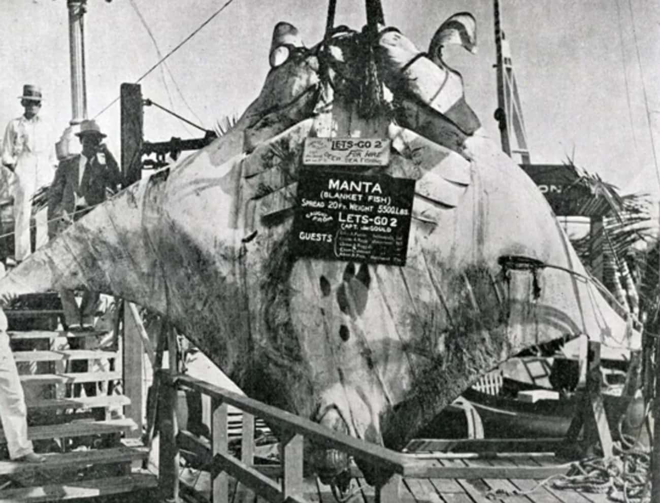 A 5,000-Pound Manta Ray (1932)