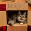 If The Box Fits on Random Cat Photos That Prove They Are World's Biggest Jerks
