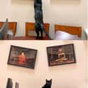He's An Interior Designer on Random Cat Photos That Prove They Are World's Biggest Jerks