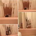 Brand New Shower Curtain  on Random Cat Photos That Prove They Are World's Biggest Jerks