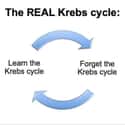 Ah Yes, The Krebs Cycle on Random Hilarious Medical School Memes Made By And For Medical Students