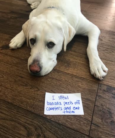 The 12 Most Outrageously Impressive Dog Pooping Techniques BARK Post