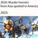 Kill Me Now on Random Murder Hornets Are Taking Over World And Internet Is Buzzing With Funny Memes