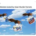 Are They Taking Flour Too? on Random Murder Hornets Are Taking Over World And Internet Is Buzzing With Funny Memes