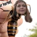 I Knew She Was Behind This on Random Murder Hornets Are Taking Over World And Internet Is Buzzing With Funny Memes