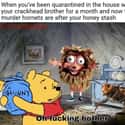 Poor Pooh on Random Murder Hornets Are Taking Over World And Internet Is Buzzing With Funny Memes