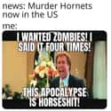 I Hate It Here on Random Murder Hornets Are Taking Over World And Internet Is Buzzing With Funny Memes