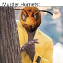 No One Is Safe on Random Murder Hornets Are Taking Over World And Internet Is Buzzing With Funny Memes