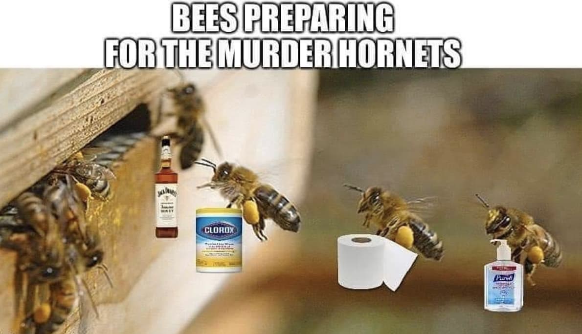 Random Murder Hornets Are Taking Over World And Internet Is Buzzing With Funny Memes