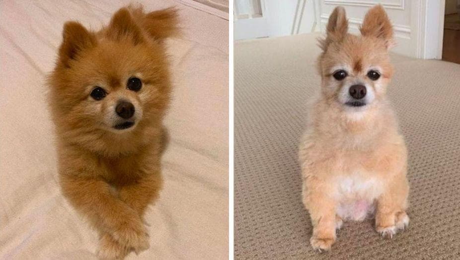 Random People Are Attempting To Groom Their Dogs In Quarantine And Results Are Priceless