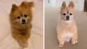 This Pomeranian Must Really Be Missing The Professionals Right Now on Random People Are Attempting To Groom Their Dogs In Quarantine And Results Are Priceless