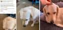 Who Needs A Piggy Bank When You Can Have A Doggy Bank? on Random People Are Attempting To Groom Their Dogs In Quarantine And Results Are Priceless