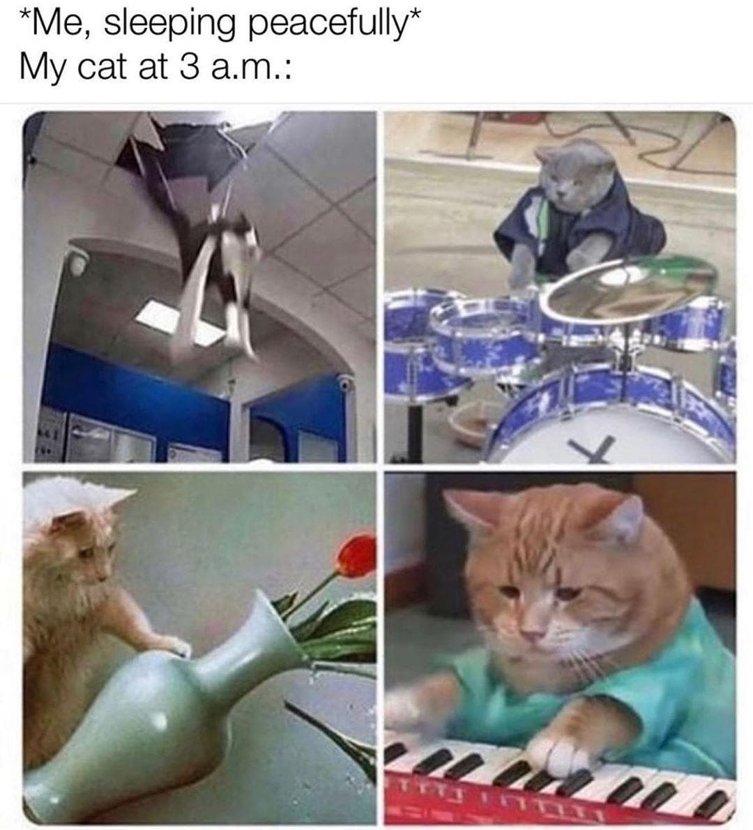 Random Super Relatable Memes About Struggles Of Being A Cat Owner