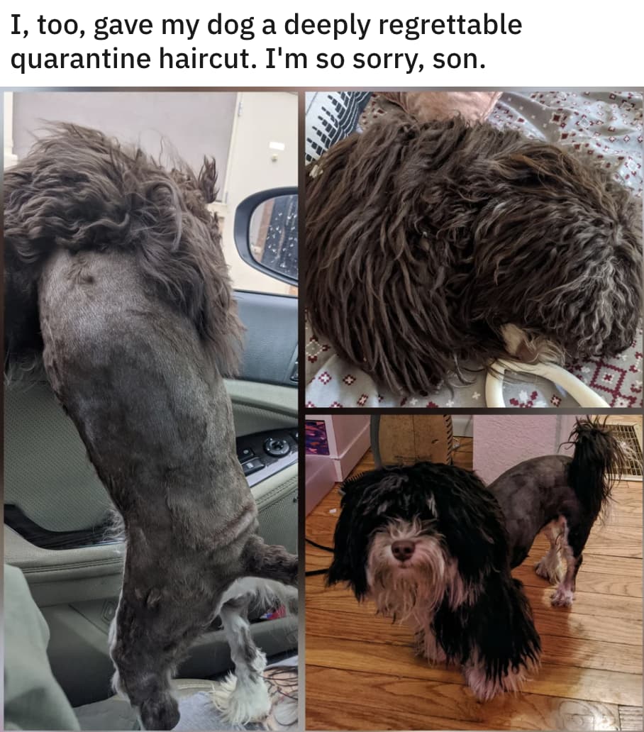 Груминг йорка. Собака которую подстригли. Стрижка собак. Бишон хаванез стрижки. Стрижка карликового пуделя.