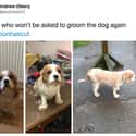 The Adorable Face Says It All on Random People Are Attempting To Groom Their Dogs In Quarantine And Results Are Priceless