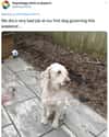 Poodles Have It Ruff on Random People Are Attempting To Groom Their Dogs In Quarantine And Results Are Priceless