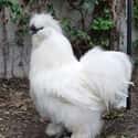 This Floof Is A Silkie Chicken on Random Cute, Bizarre, And Downright Weird Creatures You Probably Didn't Know Existed