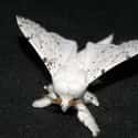 Venezuelan Poodle Moths Might Be The Most Dapper Insects In All The Land on Random Cute, Bizarre, And Downright Weird Creatures You Probably Didn't Know Existed