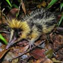 A Streaked Tenrec Looks Like A Hedgehog With A Drinking Problem  on Random Cute, Bizarre, And Downright Weird Creatures You Probably Didn't Know Existed