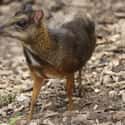 Java Mouse Deer Is Just As Baffling As It Sounds on Random Cute, Bizarre, And Downright Weird Creatures You Probably Didn't Know Existed