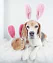 The Beagle and The Bun on Random Animal Best Friends Because We Need Some Positivity Right Now