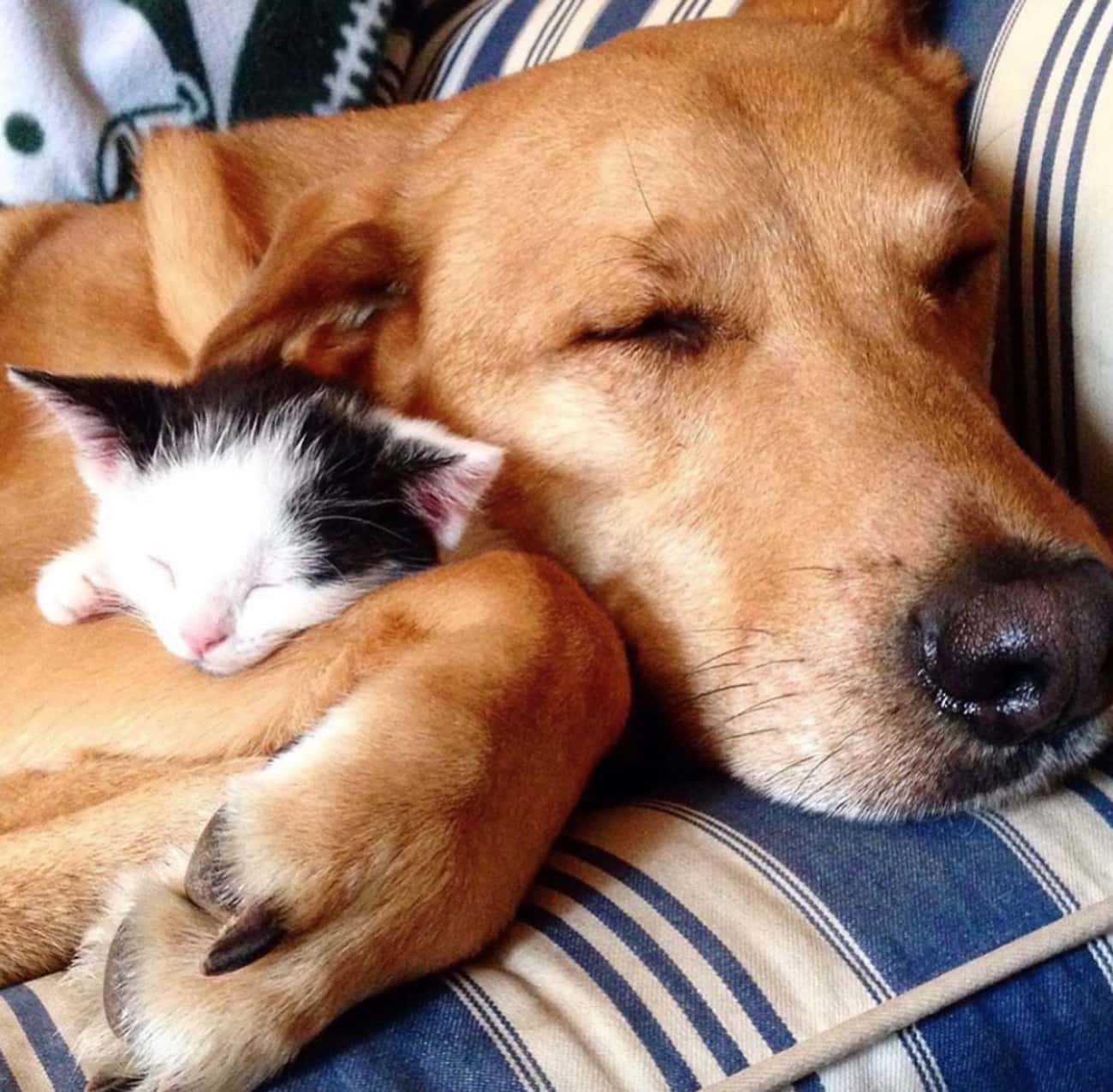 Заботиться щенок. Кот и собака. Заботливая собака. Заботиться о собаке. Щенок и котенок.