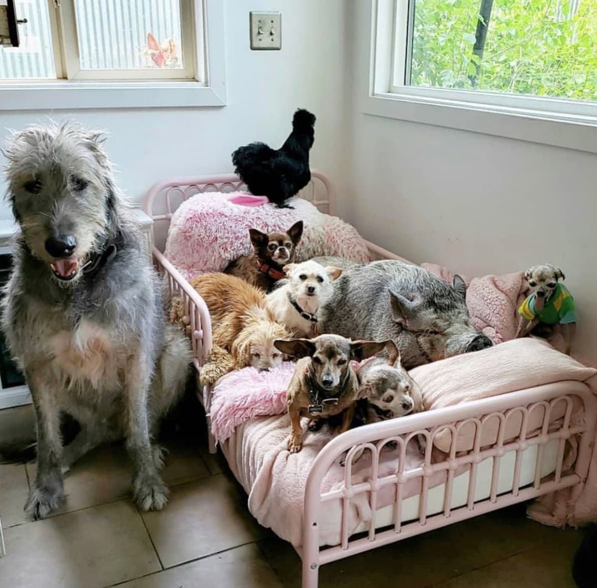 Домашние питомцы в квартире