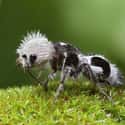 The Panda Ant Is Not Nearly As Friendly As It Looks   on Random Cute, Bizarre, And Downright Weird Creatures You Probably Didn't Know Existed