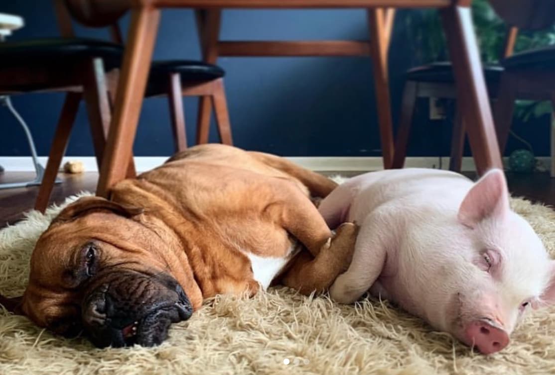 Доброе утро поросенок