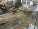 Ancient Egyptian Mummy on Random Pictures Of Mummies That Made Us Say 'Whoa'
