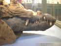 Ancient Egyptian Mummified Crocodile on Random Pictures Of Mummies That Made Us Say 'Whoa'