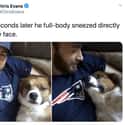 Bless You, Dodger on Random Funniest Things Chris Evans Ever Tweeted