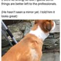Quarantine Dog Groomer Fail on Random Funniest Things Chris Evans Ever Tweeted