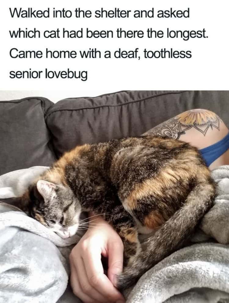 36 Wholesome Cat Memes That Prove They Re Not Entirely Evil
