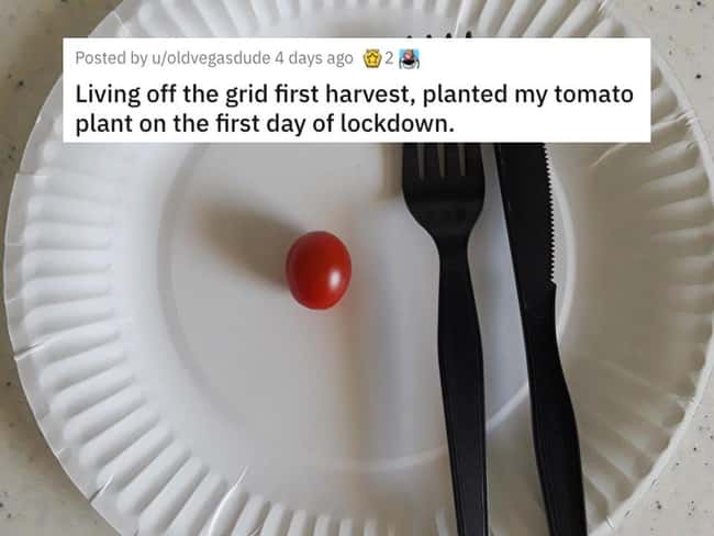 Tomato Plant is listed (or ranked) 31 on the list 38 Viral Pictures That Made Gave Us Much Needed Positivity This Past Week