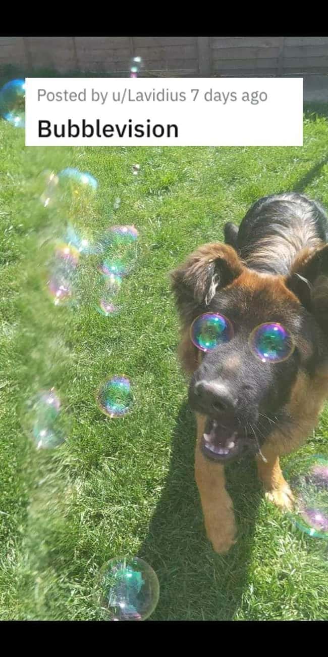 Bubblevision is listed (or ranked) 10 on the list 38 Viral Pictures That Made Gave Us Much Needed Positivity This Past Week