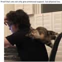 Cats Give Both Emotional And Physical Support on Random Hilarious Photos Of Animals That Made Us Say,