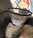 The Cone Of Shame on Random Hilarious Photos Of Animals That Made Us Say,