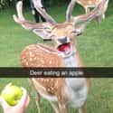 An Apple A Day... on Random Hilarious Photos Of Animals That Made Us Say,