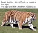 Fat Cat on Random Memes Dunking On Carole Baskin From 'Tiger King'