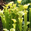 Yellow Pitcher Plant on Random Incredible Meat-Eating Plants
