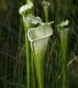 White Pitcher Plant on Random Incredible Meat-Eating Plants