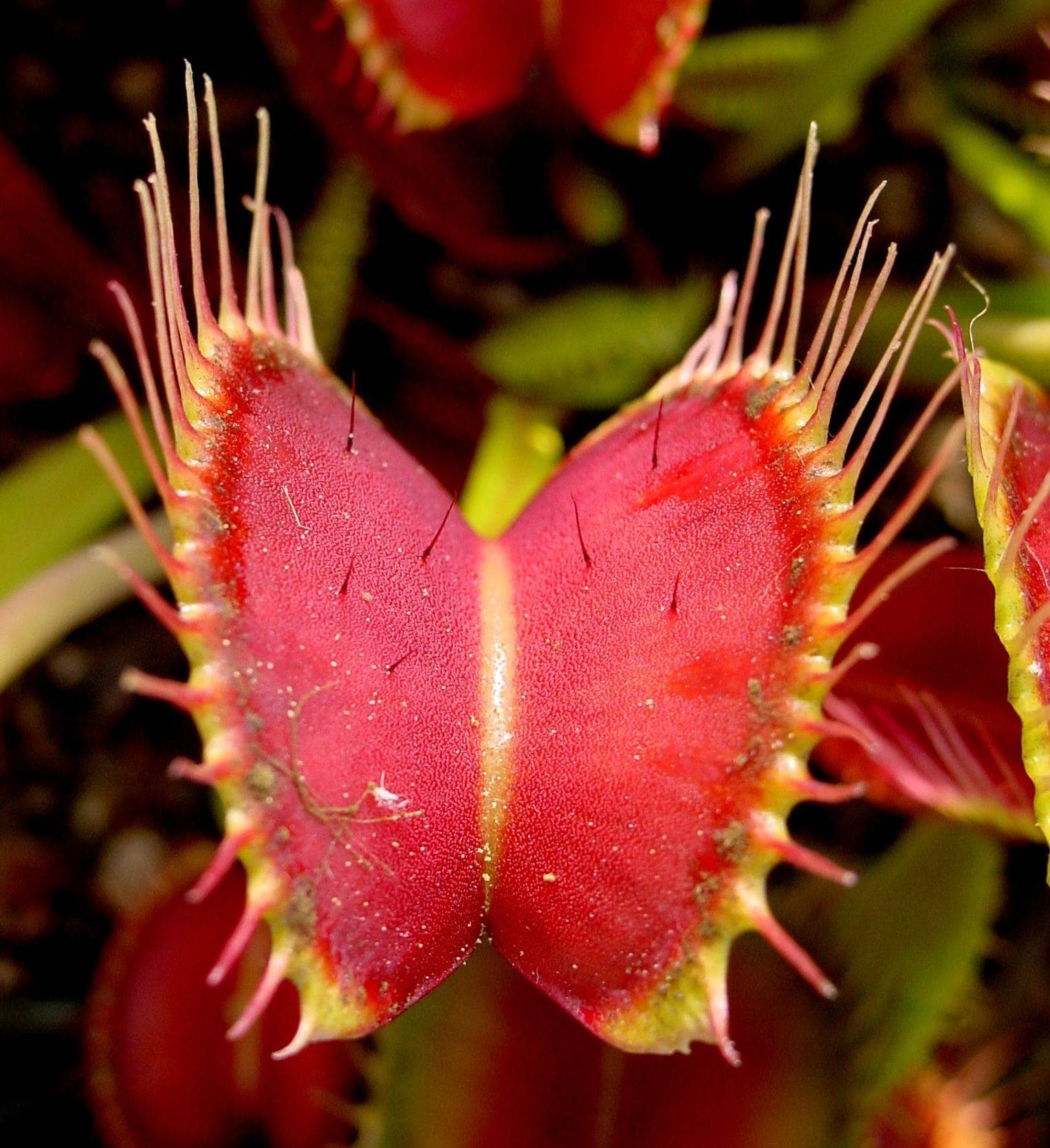 These 15 Carnivorous Plants Are Definitely Not Vegetarian