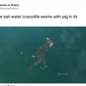 Salt Water Croc With Dinner on Random Photos That Made Us Say, 'Damn Nature, You Scary'