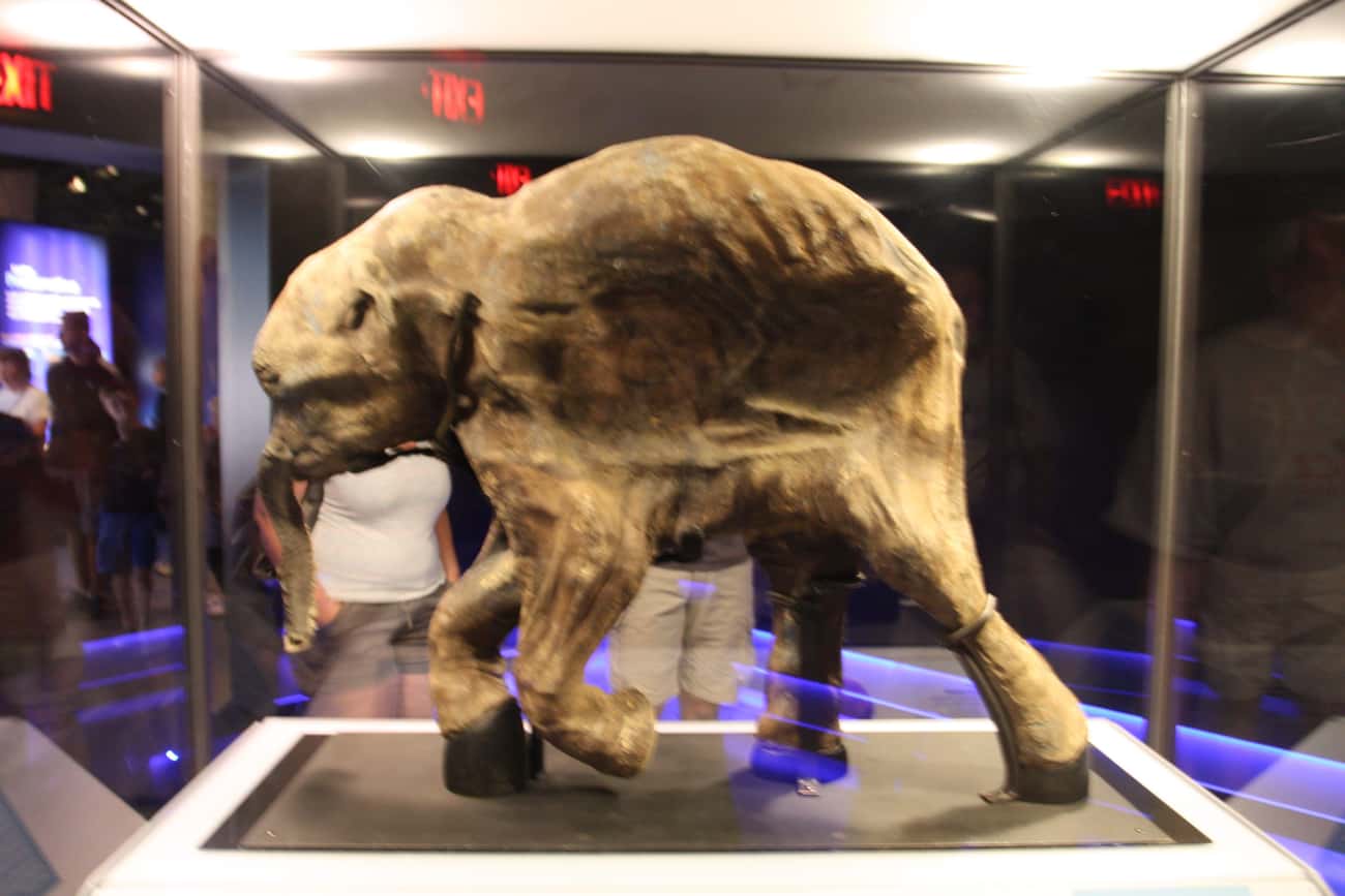 Mammoth Mummy From The Ice Age