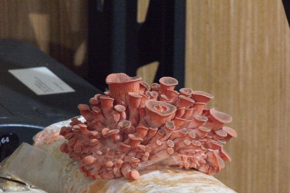 20 Photos Of Mushrooms That Trigger Our Trypophobia