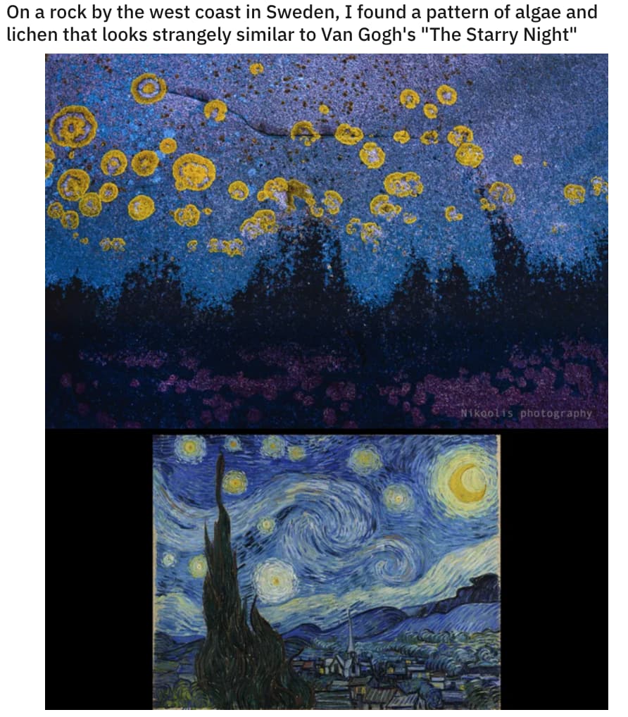 Starry Lichen is listed (or ranked) 13 on the list 23 Should-Have-Been-Impossible Moments That Actually Happened