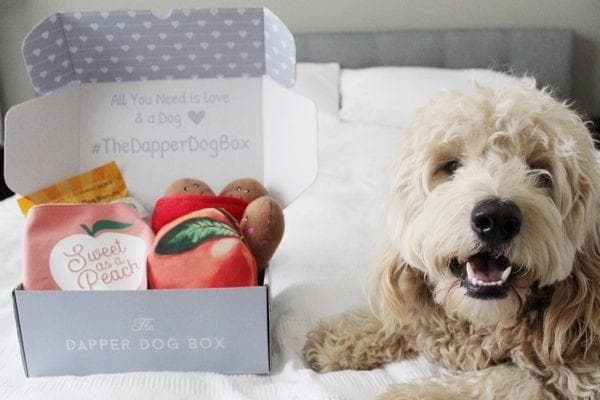 best dog boxes