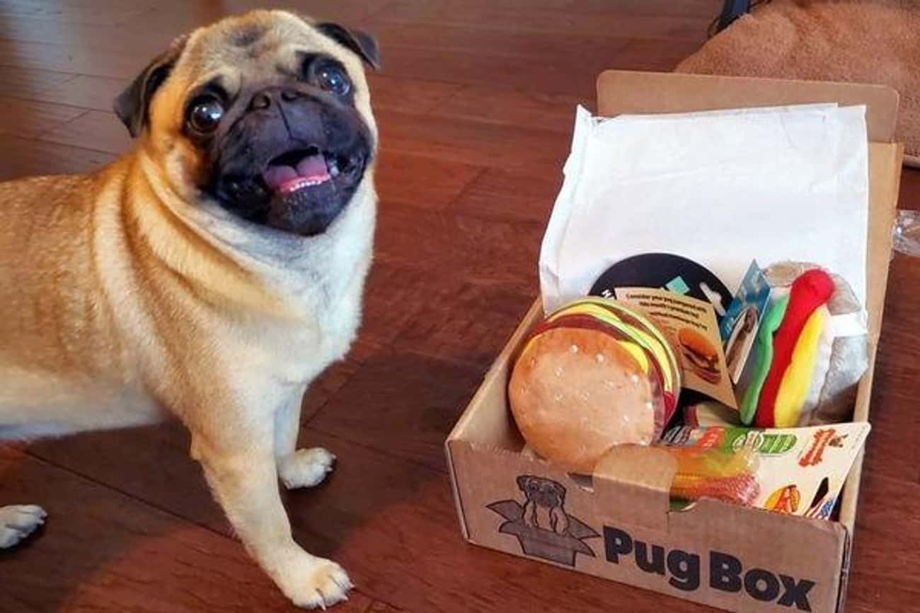 Pug Box